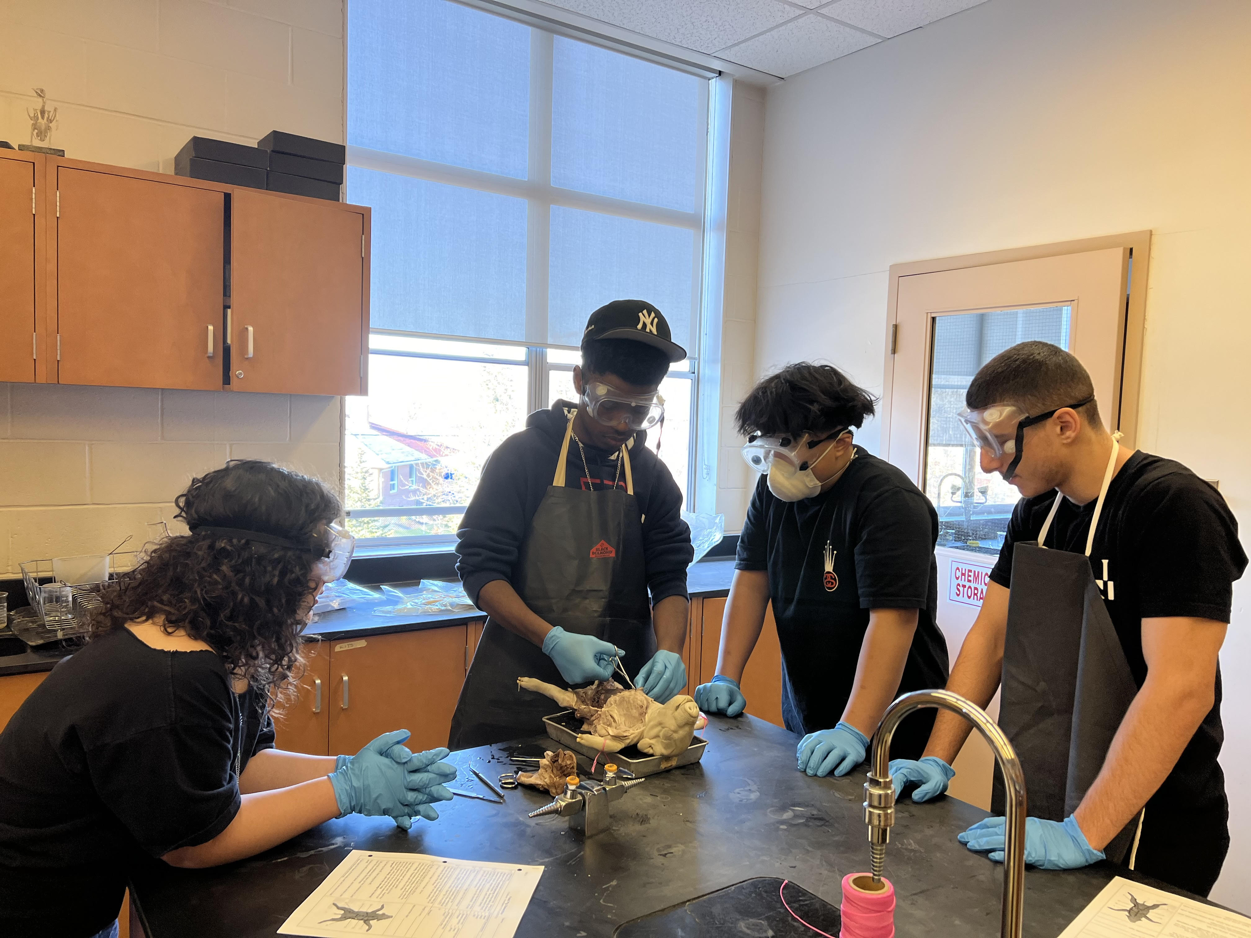 Fetal pig dissection in Biology class Open Gallery